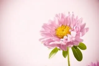 rosa hermosa flor | Descargar Fotos gratis