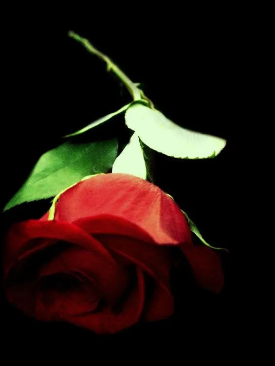 TU mi rosa más hermosa | KATHERYNE