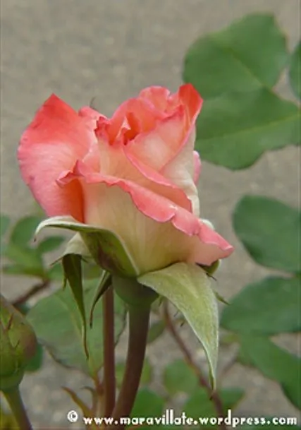 rosa hermosa | MARAVILLATE