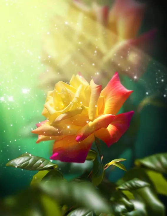 La rosa más hermosa del mundo by Svetlana Sewell | Banco de ...