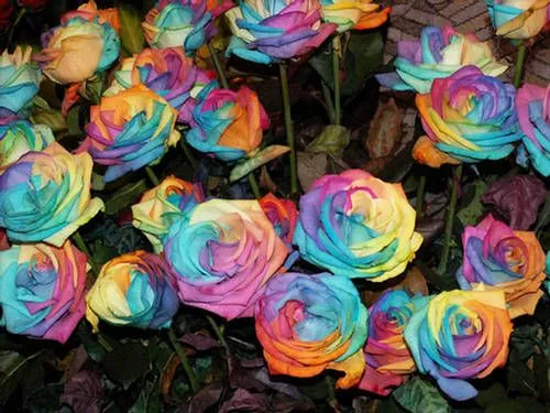 la Rosa Mas Hermosa Del Mundo! La Rosa Arcoiris - Taringa!