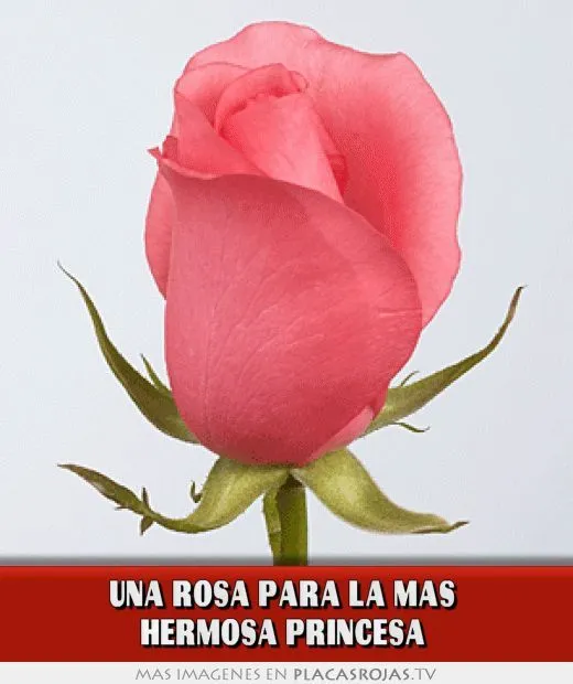 Una rosa para la mas hermosa princesa - Placas Rojas TV Una rosa para la mas hermosa princesa - Placas Rojas TV