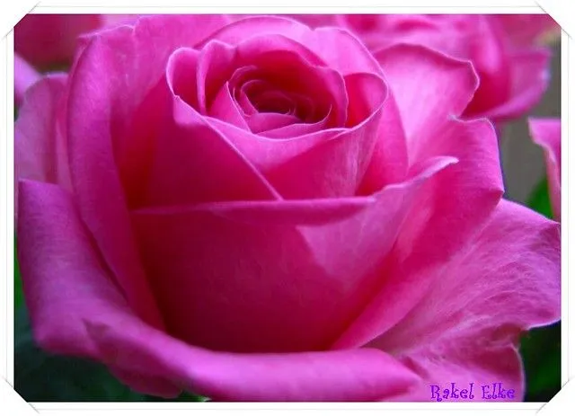 Una Rosa ROSA, ROSA la Rosa para ELSA... | Flickr - Photo Sharing! Una Rosa ROSA, ROSA la Rosa para ELSA... | Flickr - Photo Sharing!