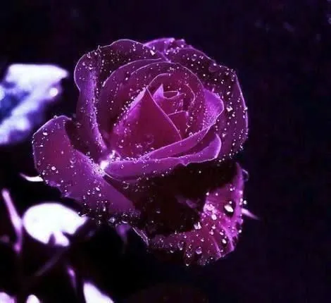 Rosa morada | JOSSE. | Pinterest Rosa morada | JOSSE. | Pinterest