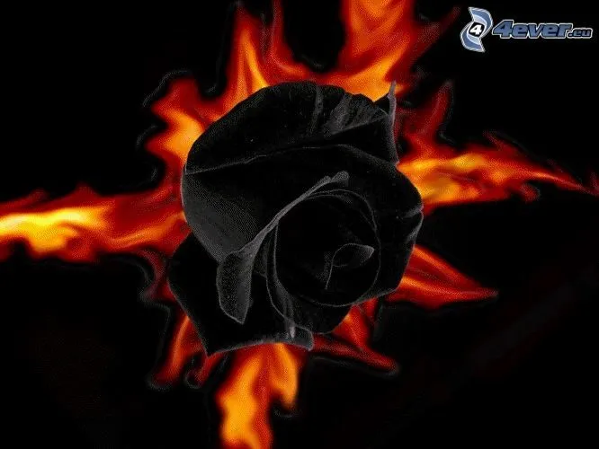 rosa-negra,-fuego-165757.jpg