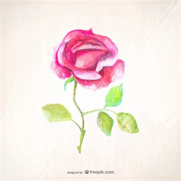 Rosa pintada con acuarela | Descargar Vectores gratis