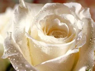 Rosa "La vida es una flor cuya miel es el amor": PARA TI LA ROSA ... Rosa "La vida es una flor cuya miel es el amor": PARA TI LA ROSA ...
