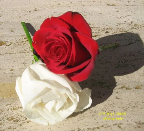 Rosa roja y blanca - Imagui