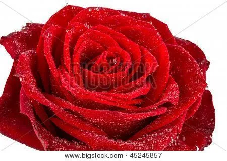 una rosa roja sobre fondo blanco. icono de la foto de la belleza ...