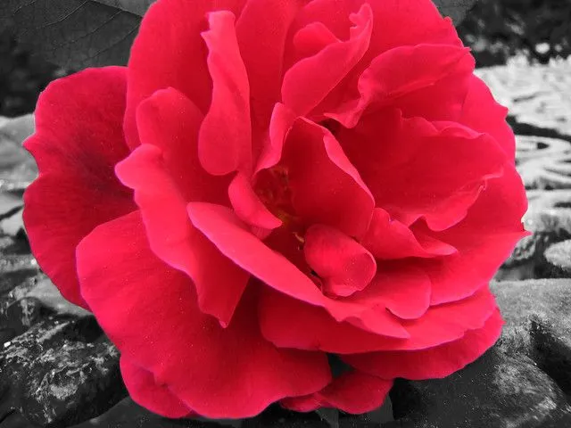 Imagen rosa roja en fondo blanco y negro - Imagui