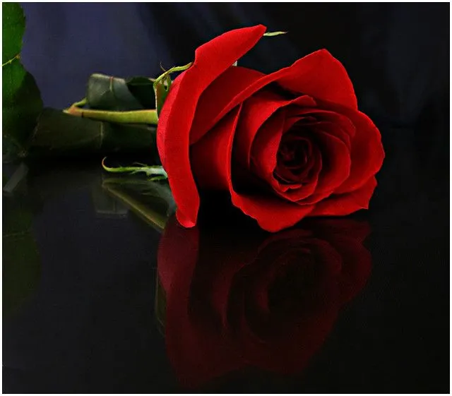 Rosa roja fondo negro - Imagui