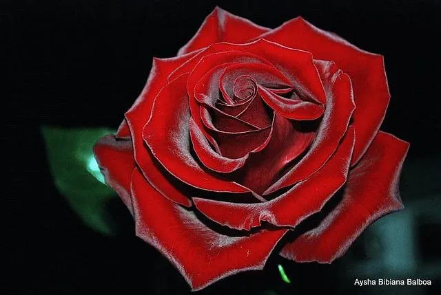 Imagenes de rosas rojas para FaceBook - Imagui