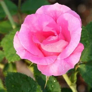 Rosa rosadas