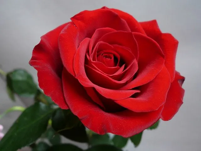 Rosa- rosae | Flickr - Photo Sharing!