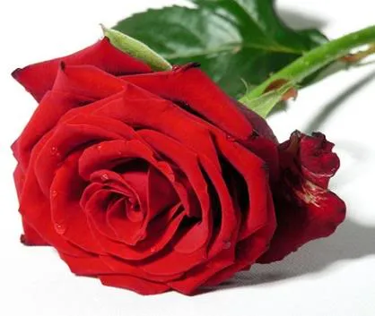 Yo soy la rosa de Sarón y el lirio de los valles' Yo soy la rosa de Sarón y el lirio de los valles'