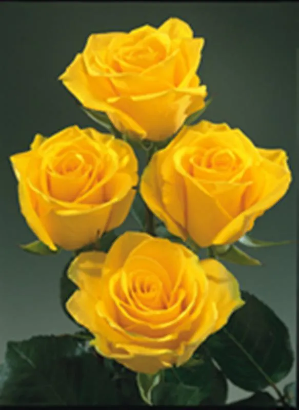 Rosas amarillas-imagen-Flores cortadas-Identificación del producto ...