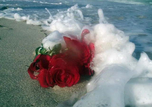Rosas, arena y mar | Flickr - Photo Sharing!