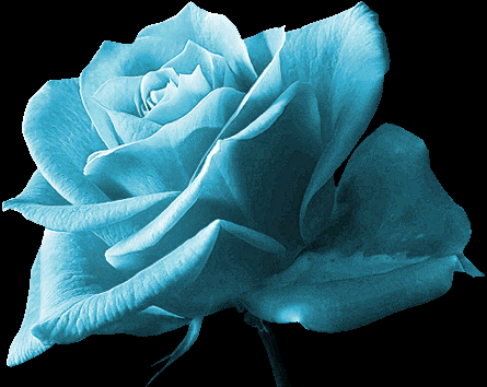 Rosas azul turquesa - Imagui