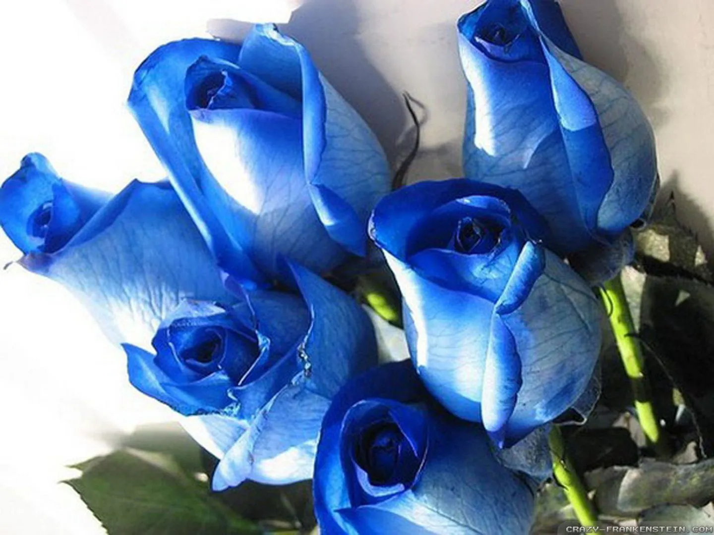 Ramos de rosas azules :: Imágenes y fotos