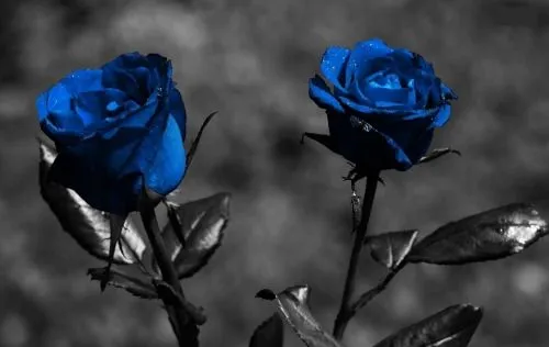 Portadas para FaceBook de rosas azules - Imagui