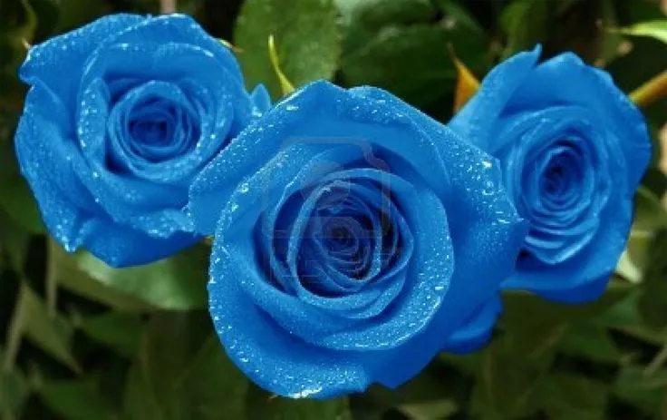 Tres rosas azules hermosas con gotas de agua. | <3 Flores (flowers ...