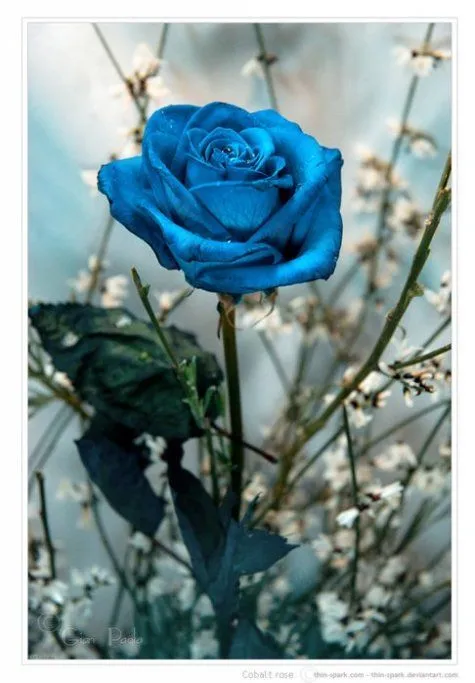Rosas Azules!! - Taringa!