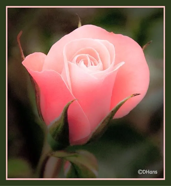Rosas bellas - a gallery on Flickr
