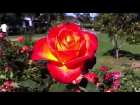 Las 3 rosas mas bellas del mundo - YouTube