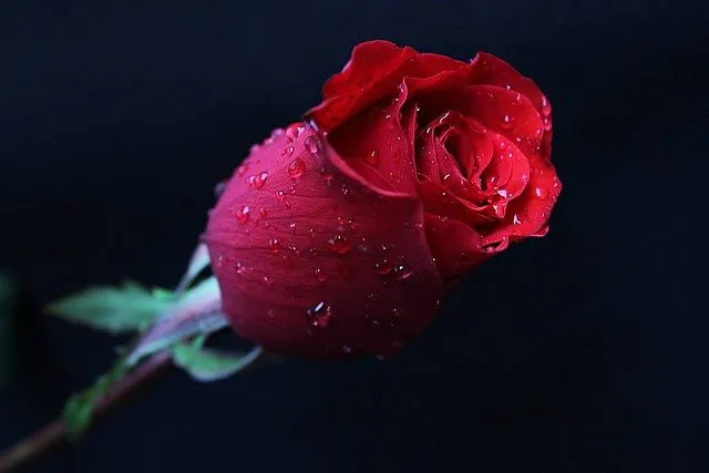 rosas bellas y primaverales... - a gallery on Flickr