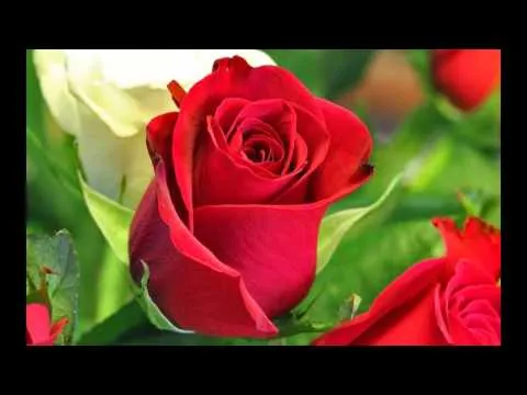 Mis rosas bellas - YouTube