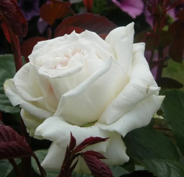 Rosas Blancas - Cumbrecita De Amigos - Gabito Grupos