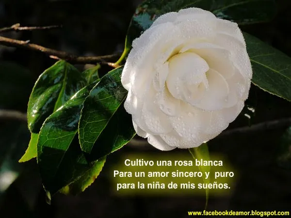 Rosas blancas gif animadas - Imagui
