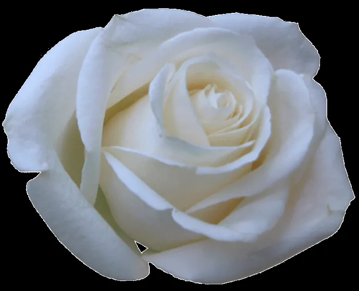 Rosas blancas en gif - Imagui