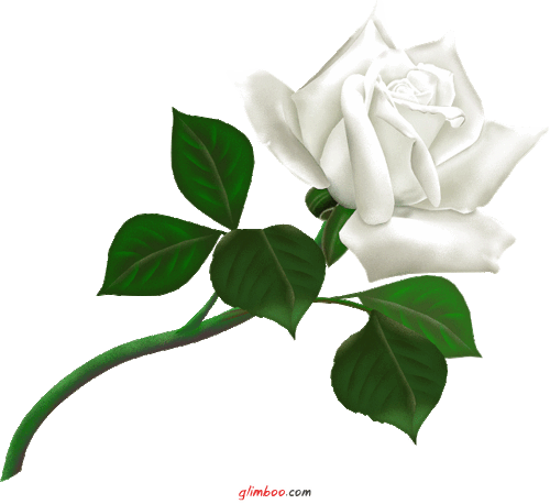 Rosas blancas en png - Imagui