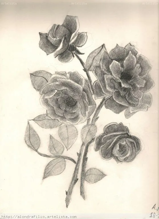 Dibujos de flores a carboncillo - Imagui