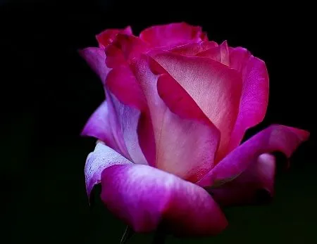 roseta ❀ : Aqui os dejo una rosa, elegir la que mas os guste