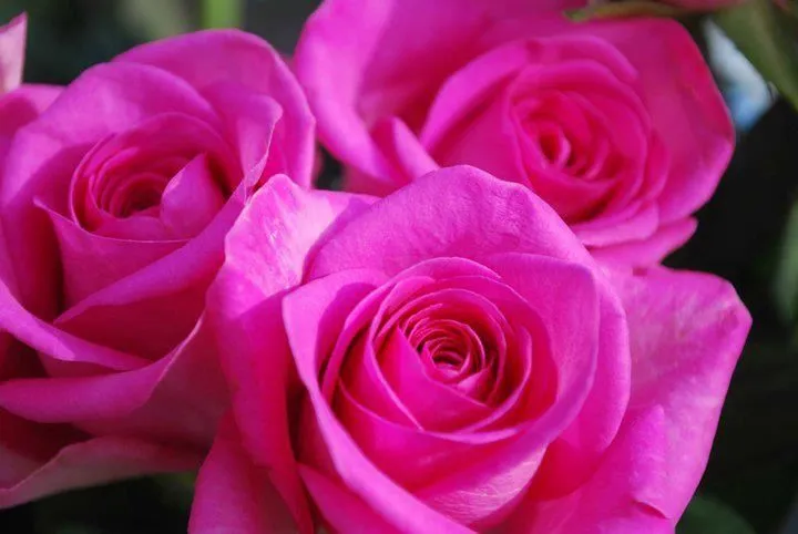 Rosas Color Fucsia | Rosas Fucsia | Pinterest