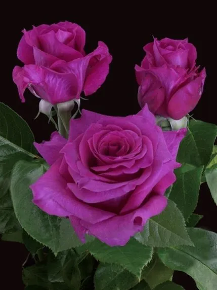 Rosas de color lila azul "Mamy Blue ® Delsent" — Comprar Rosas de ... Rosas de color lila azul "Mamy Blue ® Delsent" — Comprar Rosas de ...