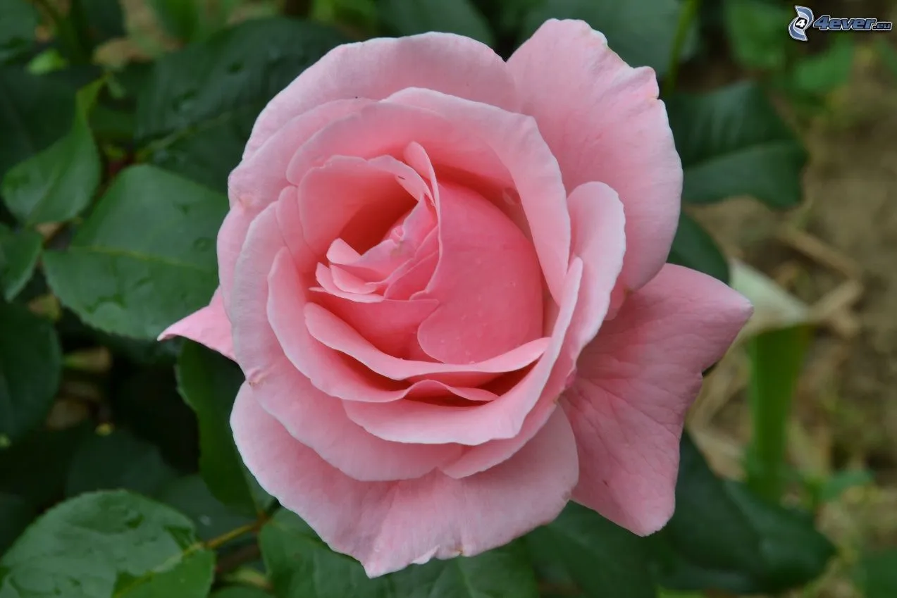Rosas De Color Rosa Pictures Rosas De Color Rosa Pictures