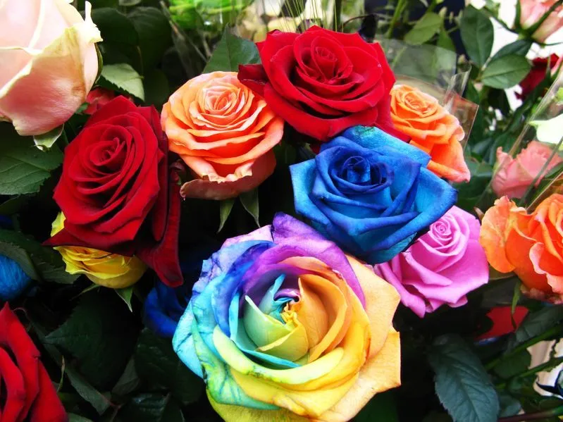 Rosas de colores para compartir en Facebook | Banco de Imágenes