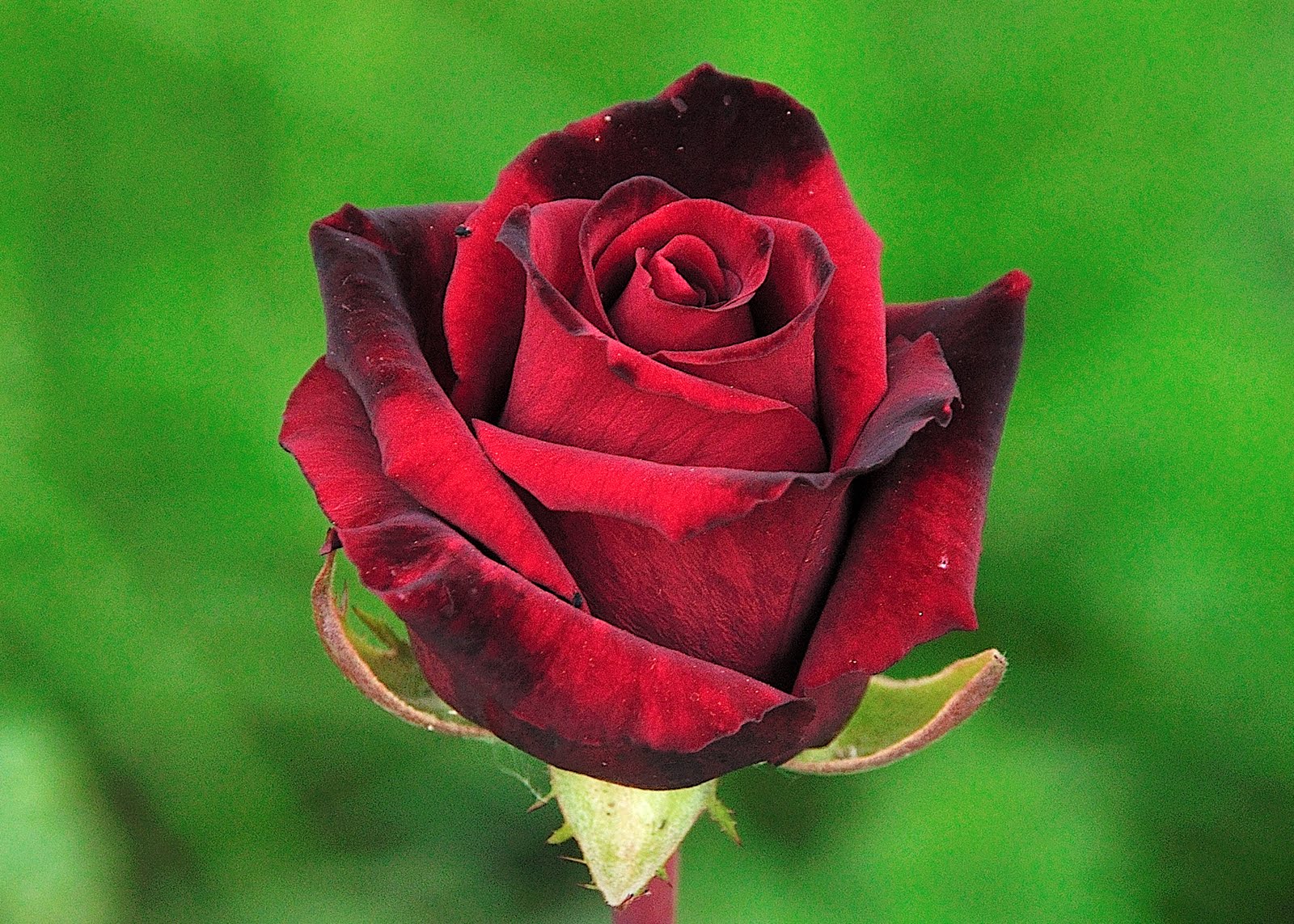 Rosas de colores para el Día de las Madres VIII (10 fotos) | Enter ... Rosas de colores para el Día de las Madres VIII (10 fotos) | Enter ...