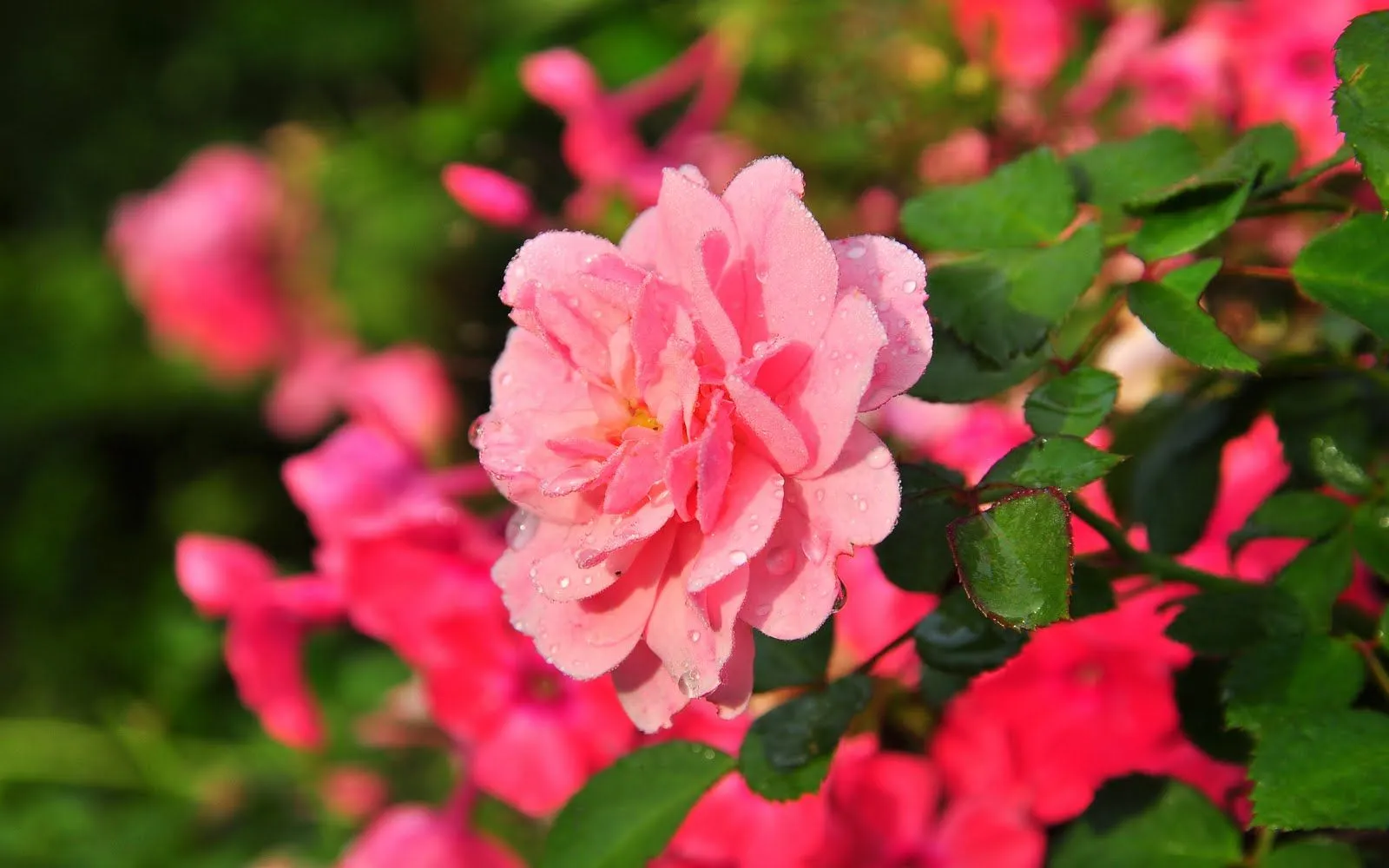 Rosas de colores para el Día de las Madres VIII (10 fotos) | Enter ... Rosas de colores para el Día de las Madres VIII (10 fotos) | Enter ...