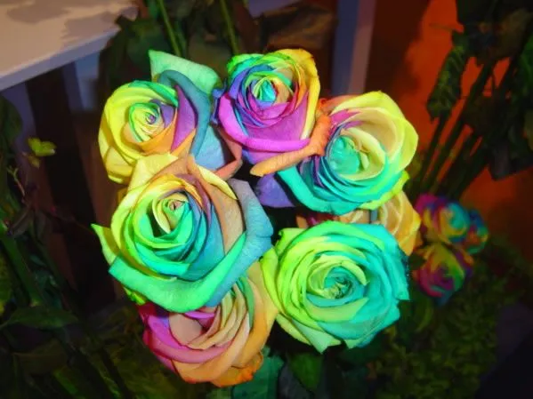 Rosas coloridas - Imagui
