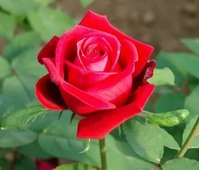 Rosas - Descripción y cultivo de la planta | El BatiBlog ...