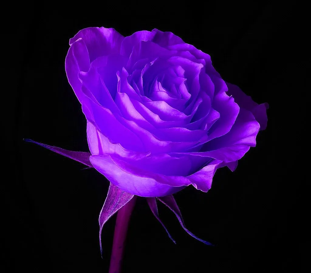 ... de rosas divinas | Flores wallpapers - Fondos de pantallas de Flores ... de rosas divinas | Flores wallpapers - Fondos de pantallas de Flores
