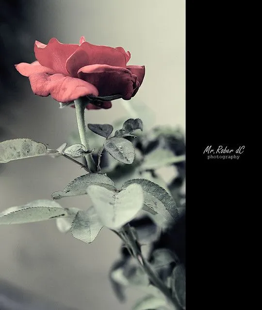 Las Rosas Siempre con espinas | Flickr - Photo Sharing! Las Rosas Siempre con espinas | Flickr - Photo Sharing!