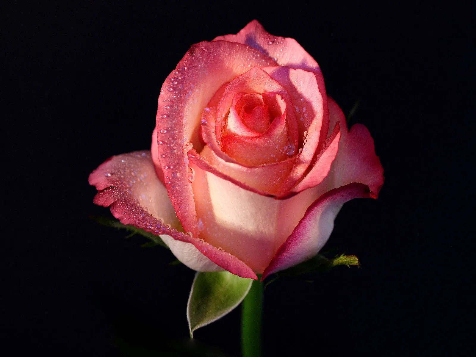 ... de Rosas | Flores wallpapers - Fondos de pantallas de Flores ... de Rosas | Flores wallpapers - Fondos de pantallas de Flores