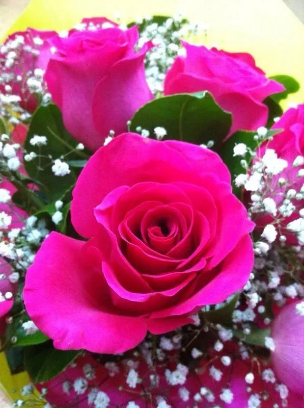 Rosas Fucsia on Pinterest | Rose, Pink Roses and Colors