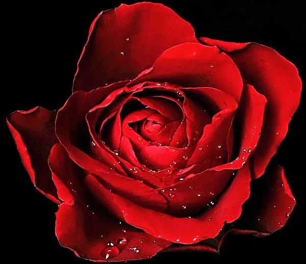Rosas mas hermosas del mundo - Imagenes romanticas de amor para ...