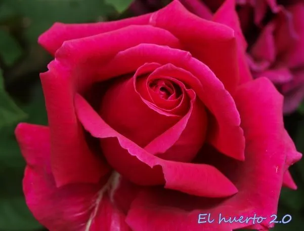 Rosas | El Huerto 2.0